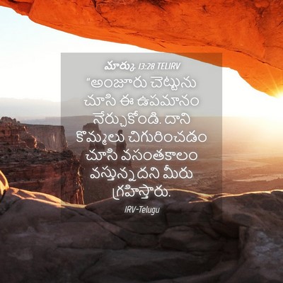 Picture 04 - మార్కు 13:28 TELIRV - “అంజూరు చెట్టును - Bible Verse Picture