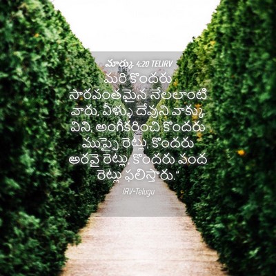 Picture 04 - మార్కు 4:20 TELIRV - మరి కొందరు - Bible Verse Picture