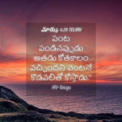 Picture 04 - మార్కు 4:29 TELIRV - పంట పండినప్పుడు - Bible Verse Picture