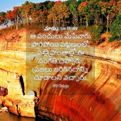 Picture 04 - మార్కు 5:14 TELIRV - ఆ పందులు మేపేవారు - Bible Verse Picture