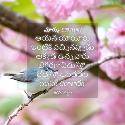 Picture 04 - మార్కు 5:38 TELIRV - ఆయన యాయీరు ఇంటికి - Bible Verse Picture