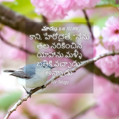 Picture 04 - మార్కు 6:16 TELIRV - కాని, హేరోదైతే, - Bible Verse Picture