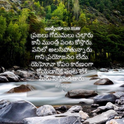 Picture 04 - యిర్మీయా 12:13 TELIRV - ప్రజలు గోదుమలు - Bible Verse Picture