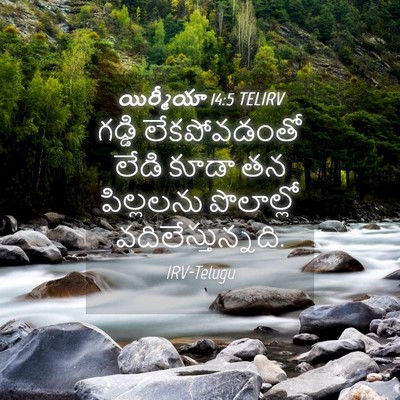 Picture 04 - యిర్మీయా 14:5 TELIRV - గడ్డి లేకపోవడంతో - Bible Verse Picture