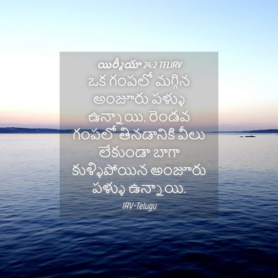 Picture 04 - యిర్మీయా 24:2 TELIRV - ఒక గంపలో మగ్గిన - Bible Verse Picture