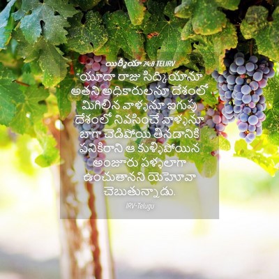 Picture 04 - యిర్మీయా 24:8 TELIRV - “యూదా రాజు - Bible Verse Picture