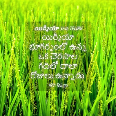 Picture 04 - యిర్మీయా 37:16 TELIRV - యిర్మీయా - Bible Verse Picture