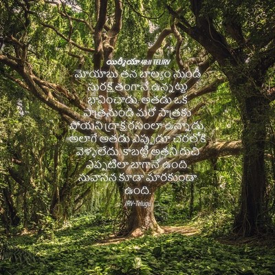 Picture 04 - యిర్మీయా 48:11 TELIRV - మోయాబు తన బాల్యం - Bible Verse Picture