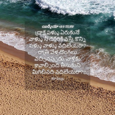 Picture 04 - యిర్మీయా 49:9 TELIRV - ద్రాక్షపళ్ళు - Bible Verse Picture