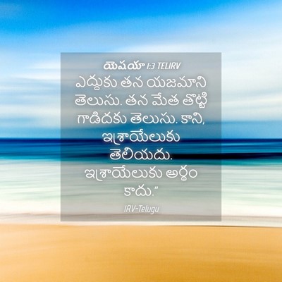 Picture 04 - యెషయా 1:3 TELIRV - ఎద్దుకు తన యజమాని - Bible Verse Picture