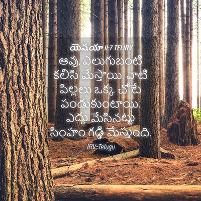 Picture 04 - యెషయా 11:7 TELIRV - ఆవు, ఎలుగుబంటి - Bible Verse Picture