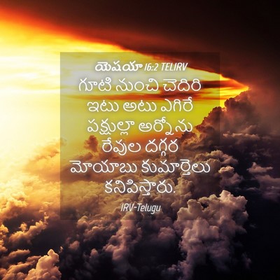 Picture 04 - యెషయా 16:2 TELIRV - గూటి నుంచి చెదిరి - Bible Verse Picture