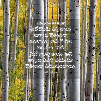 Picture 04 - యెషయా 17:2 TELIRV - అరోయేరు పట్టణాలు - Bible Verse Picture