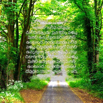 Picture 04 - యెషయా 17:6 TELIRV - అయినా ఒలీవ - Bible Verse Picture