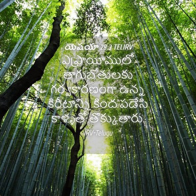 Picture 04 - యెషయా 28:3 TELIRV - ఎఫ్రాయీములో - Bible Verse Picture