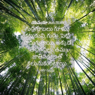 Picture 04 - యెషయా 34:15 TELIRV - గుడ్లగూబలు గూళ్ళు - Bible Verse Picture