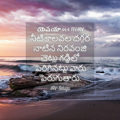 Picture 04 - యెషయా 44:4 TELIRV - నీటి కాలవల దగ్గర - Bible Verse Picture