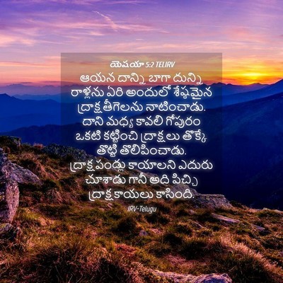 Picture 04 - యెషయా 5:2 TELIRV - ఆయన దాన్ని బాగా - Bible Verse Picture