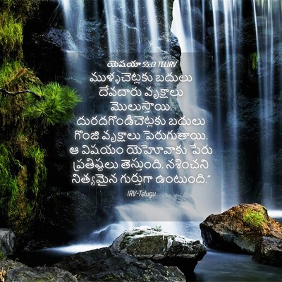 Picture 04 - యెషయా 55:13 TELIRV - ముళ్ళచెట్లకు - Bible Verse Picture