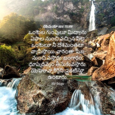 Picture 04 - యెషయా 60:6 TELIRV - ఒంటెల గుంపులూ - Bible Verse Picture