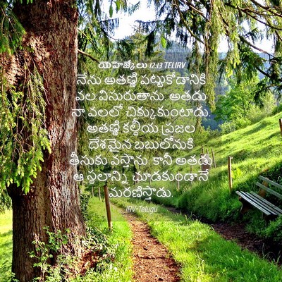 Picture 04 - యెహెజ్కేలు 12:13 TELIRV - నేను అతణ్ణి - Bible Verse Picture