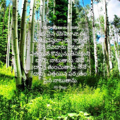 Picture 04 - యెహెజ్కేలు 17:22 TELIRV - ప్రభువైన యెహోవా ఈ - Bible Verse Picture