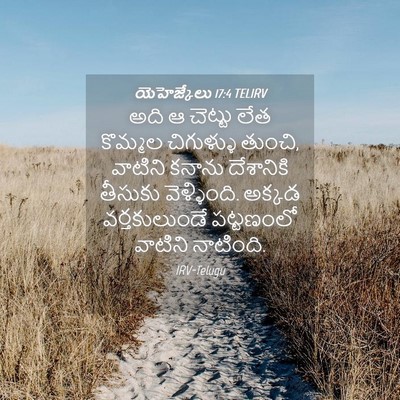 Picture 04 - యెహెజ్కేలు 17:4 TELIRV - అది ఆ చెట్టు లేత - Bible Verse Picture
