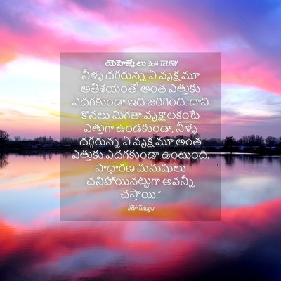 Picture 04 - యెహెజ్కేలు 31:14 TELIRV - నీళ్ళ దగ్గరున్న ఏ - Bible Verse Picture