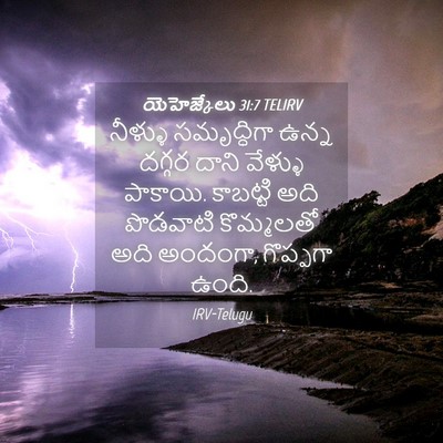 Picture 04 - యెహెజ్కేలు 31:7 TELIRV - నీళ్ళు సమృద్ధిగా - Bible Verse Picture