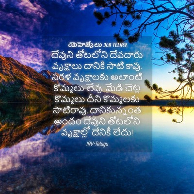 Picture 04 - యెహెజ్కేలు 31:8 TELIRV - దేవుని తోటలోని - Bible Verse Picture