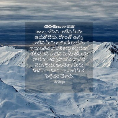 Picture 04 - యెహెజ్కేలు 34:4 TELIRV - జబ్బు చేసిన - Bible Verse Picture