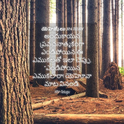 Picture 04 - యెహెజ్కేలు 37:4 TELIRV - అందుకాయన - Bible Verse Picture