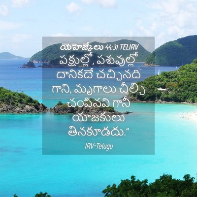 Picture 04 - యెహెజ్కేలు 44:31 TELIRV - పక్షుల్లో, - Bible Verse Picture