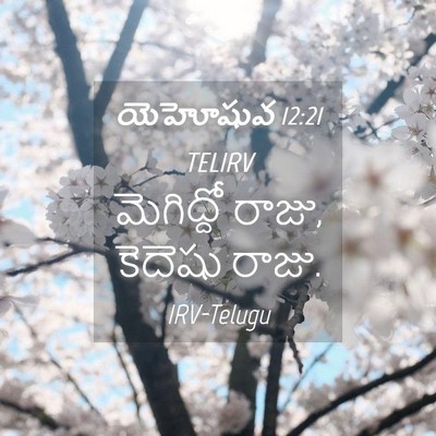 Picture 04 - యెహోషువ 12:21 TELIRV - మెగిద్దో రాజు, - Bible Verse Picture