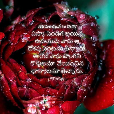 Picture 04 - యెహోషువ 5:11 TELIRV - పస్కా పండగ అయిన - Bible Verse Picture
