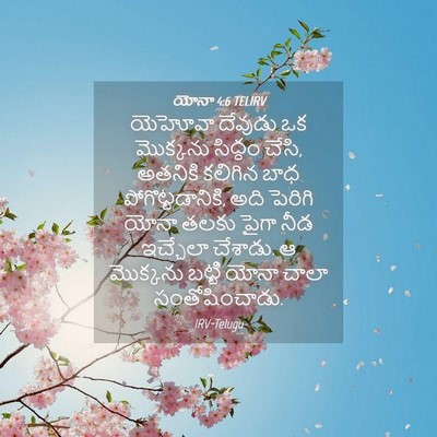 Picture 04 - యోనా 4:6 TELIRV - యెహోవా దేవుడు ఒక - Bible Verse Picture