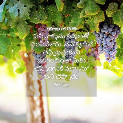Picture 04 - యోబు 1:15 TELIRV - పనివాళ్ళను - Bible Verse Picture