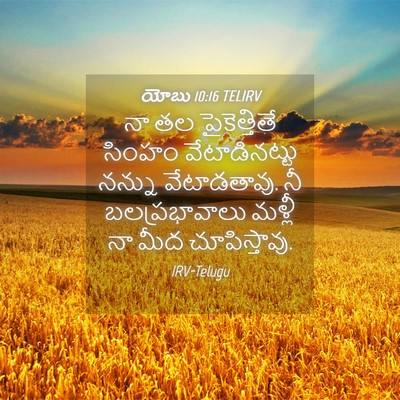 Picture 04 - యోబు 10:16 TELIRV - నా తల పైకెత్తితే - Bible Verse Picture