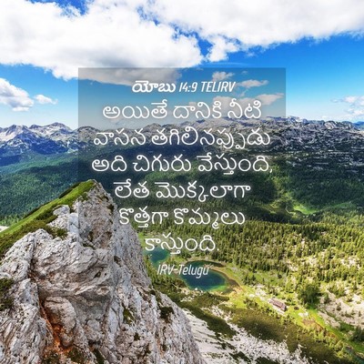 Picture 04 - యోబు 14:9 TELIRV - అయితే దానికి నీటి - Bible Verse Picture