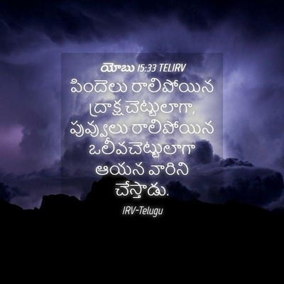 Picture 04 - యోబు 15:33 TELIRV - పిందెలు రాలిపోయిన - Bible Verse Picture
