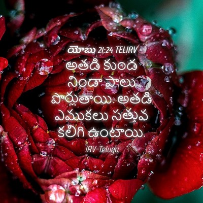 Picture 04 - యోబు 21:24 TELIRV - అతడి కుండ నిండా - Bible Verse Picture