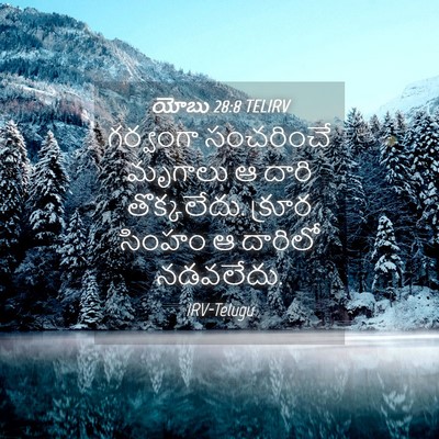 Picture 04 - యోబు 28:8 TELIRV - గర్వంగా సంచరించే - Bible Verse Picture