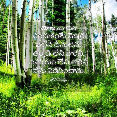Picture 04 - యోబు 29:12 TELIRV - ఎందుకంటే మొర్ర - Bible Verse Picture