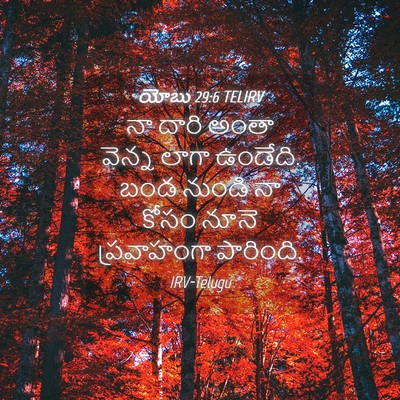 Picture 04 - యోబు 29:6 TELIRV - నా దారి అంతా వెన్న - Bible Verse Picture