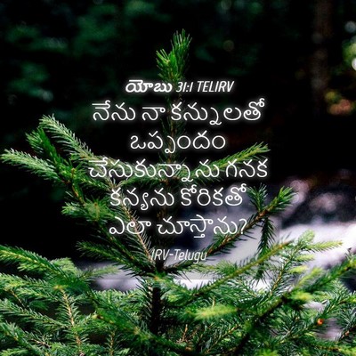 Picture 04 - యోబు 31:1 TELIRV - నేను నా కన్నులతో - Bible Verse Picture