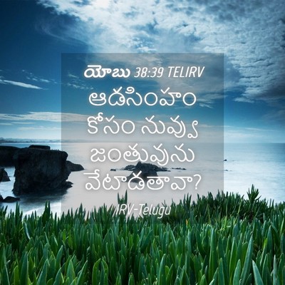 Picture 04 - యోబు 38:39 TELIRV - ఆడసింహం కోసం - Bible Verse Picture