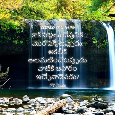Picture 04 - యోబు 38:41 TELIRV - కాకి పిల్లలు - Bible Verse Picture