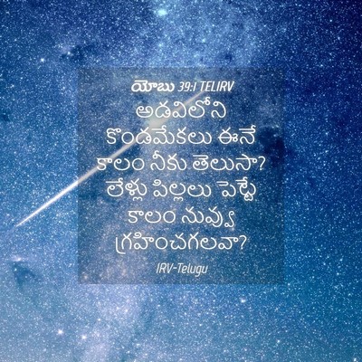 Picture 04 - యోబు 39:1 TELIRV - అడవిలోని - Bible Verse Picture