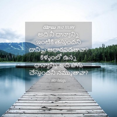 Picture 04 - యోబు 39:12 TELIRV - అది నీ ధాన్యాన్ని - Bible Verse Picture