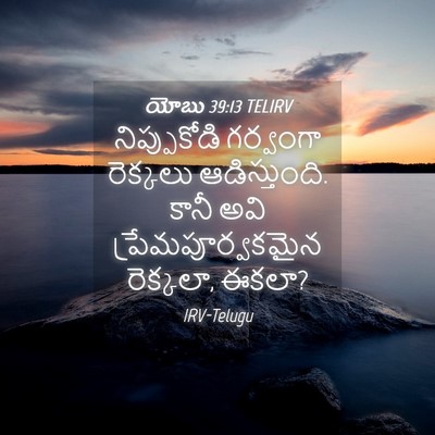 Picture 04 - యోబు 39:13 TELIRV - నిప్పుకోడి - Bible Verse Picture